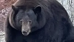 ድቢ