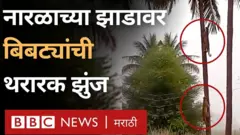 बिबटे