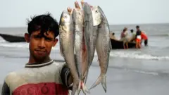 ইলিশ