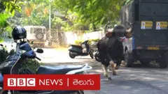పుణెలో అడవి దున్న