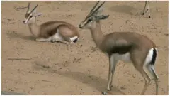 Les gazelles onyx sont une espèce en voie de disparition