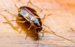 கரப்பான் பூச்சி பண்ணையில் லாபம் ஈட்டும் நபர்