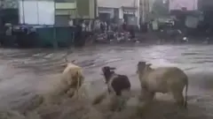 बारिश बाढ़