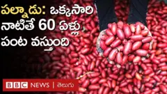 ఖర్జూరం సాగు: ‘ఒక్కసారి నాటితే 60 ఏళ్ల వరకు దిగుబడి’