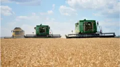 зерно