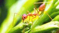 ఎర్ర చీమలు