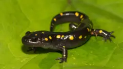 salamandra