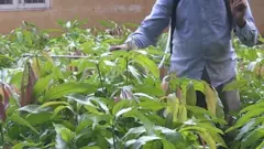 विषादीको प्रयोग गरेर आत्महत्या