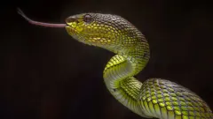 গাছের ডালে সাপ