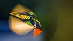 Hummingbird