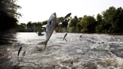 নদীর মাছ লাফিয়ে আপনার কাছে আসে।