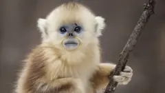 A golden snub nosed monkey