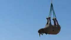 Rhino