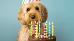 Perro celebrando su cumpleaños.