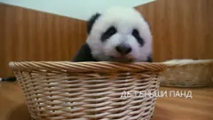 Маленькие большие панды