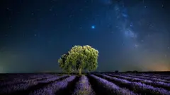 Árvore avulsa e céu estrelado