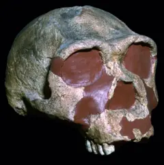 Crânio de Homo erectus