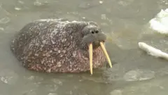Морж в ледяной воде