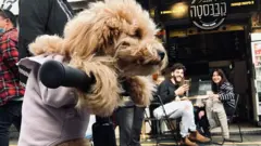 Tommy the toy poodle, Israel Russian scooter dog