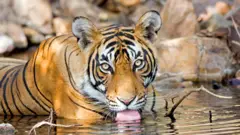 Tiger drinking