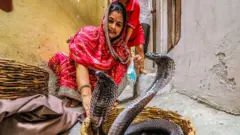 साप खरंच डूख धरून बदला घेतो का? साप चावल्यानंतर तातडीने काय करायचं?