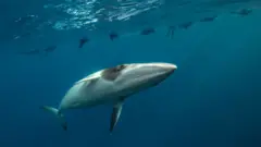 Una ballena minke enana nada cerca de la superficie del mar donde se pueden ver las siluetas de varios busos flotando