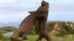 سحلية ضخمة