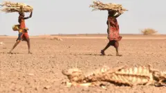 Des femmes Turkana transportant du bois de chauffage passent devant la carcasse d'une vache, dans la zone de Loiyangalani, qui est la plus touchée par la sécheresse prolongée, à Marsabit, dans le nord du Kenya, le 12 juillet 2022. - Au moins 18 millions de personnes dans la Corne de l'Afrique sont confrontées à une famine sévère alors que la pire sécheresse depuis 40 ans dévaste la région. Plus de quatre millions se trouvent dans le nord du Kenya, souvent oublié, un nombre qui n'a cessé d'augmenter cette année.