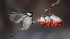 A migratory bird pecks at snow covered red berries in Daqing, China, 4 December 2022.
