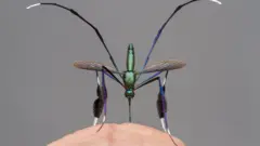 Nyamuk Sabethes