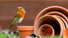 robin-in-garden.