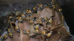 Colmeia de abelha nativa sem ferrão na Chácara João do Mel, em Belterra