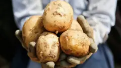 سیب زمینی ایران