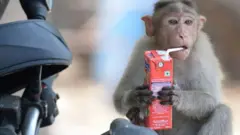 ફોટો