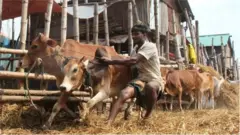 কোরবানির হাট