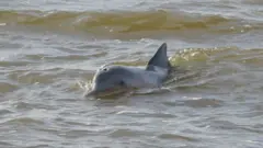 dolphin