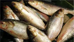 ইলিশ