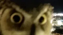 Curious owl
