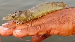 ਝੀਂਗਾ ਮੱਛੀ