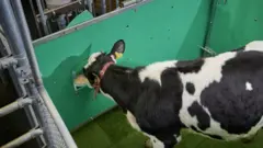 ኣብ ዓይኒ-ምድሪ ዝኣተወት ላም
