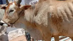 ఆవులు, ఎద్దులు, వైరస్