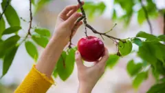 ثمرة تفاح
