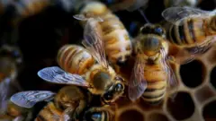 Abejas