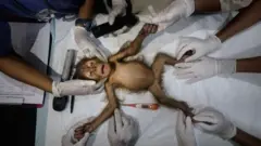 Penyelamatan anak orang utan Sumatera bernama Brenda