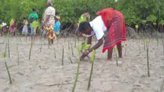 कीनिया में मैंग्रोव के पेड़ों को एक नई बीमारी ने जकड़ लिया है.