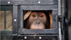 orangutan