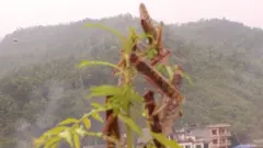 सलह