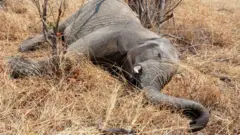 Foto de banco de imagens de elefante morto no parque nacional de Hwankee, em Botsuana
