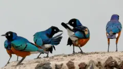 Starlings are seen in the Amboseli National Park, Kenya, August 12, 2020.