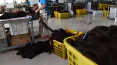 በቻይና ፀጉር የማዘጋጀት ሂደት